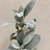 Faux eucalyptus branch with silver leaves on a beige background