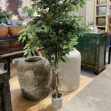 Indoor setting with plants and decorative items on a table.