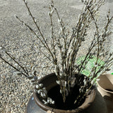 Potted plant with bare branches in a decorative pot on a street.