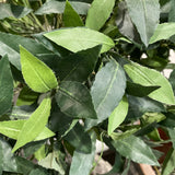 Close-up of green leaves with a blurred background
