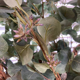 Close-up of eucalyptus leaves with a blurred background