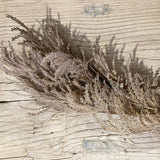 Dried plant on a wooden surface