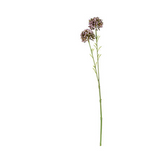 Mini Allium