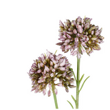 Mini Allium