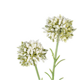 Mini Allium