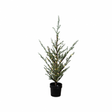 SIRIUS - Milas Cedar Outdoor Tree 1mt