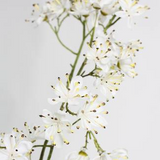 Close-up of white flowers with a light gray background