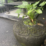 concrete port