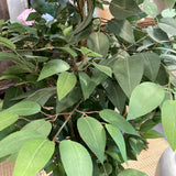 Close-up of a green leafy plant with a blurred background