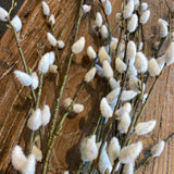 Willow branches with cotton-like buds on a wooden surface
