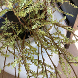 Close-up of a plant with green leaves and branches against a blurred background