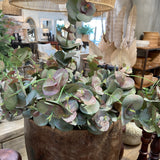 Tall Pink Eucalyptus Spray 1.1m
