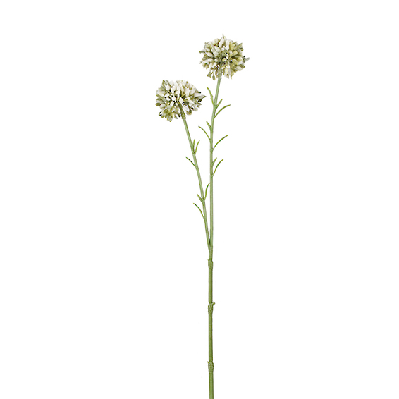 Mini Allium 