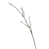 Willow branch with catkins on a white background