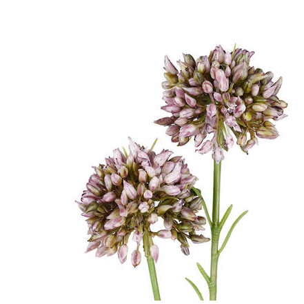 Mini Allium 