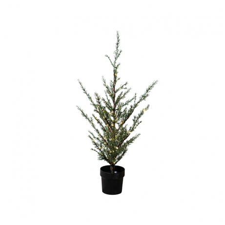 SIRIUS - Milas Cedar Outdoor Tree 1mt