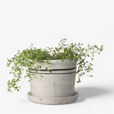 Cement planter with a plant on a white background