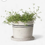 Concrete planter with green plant on a white background